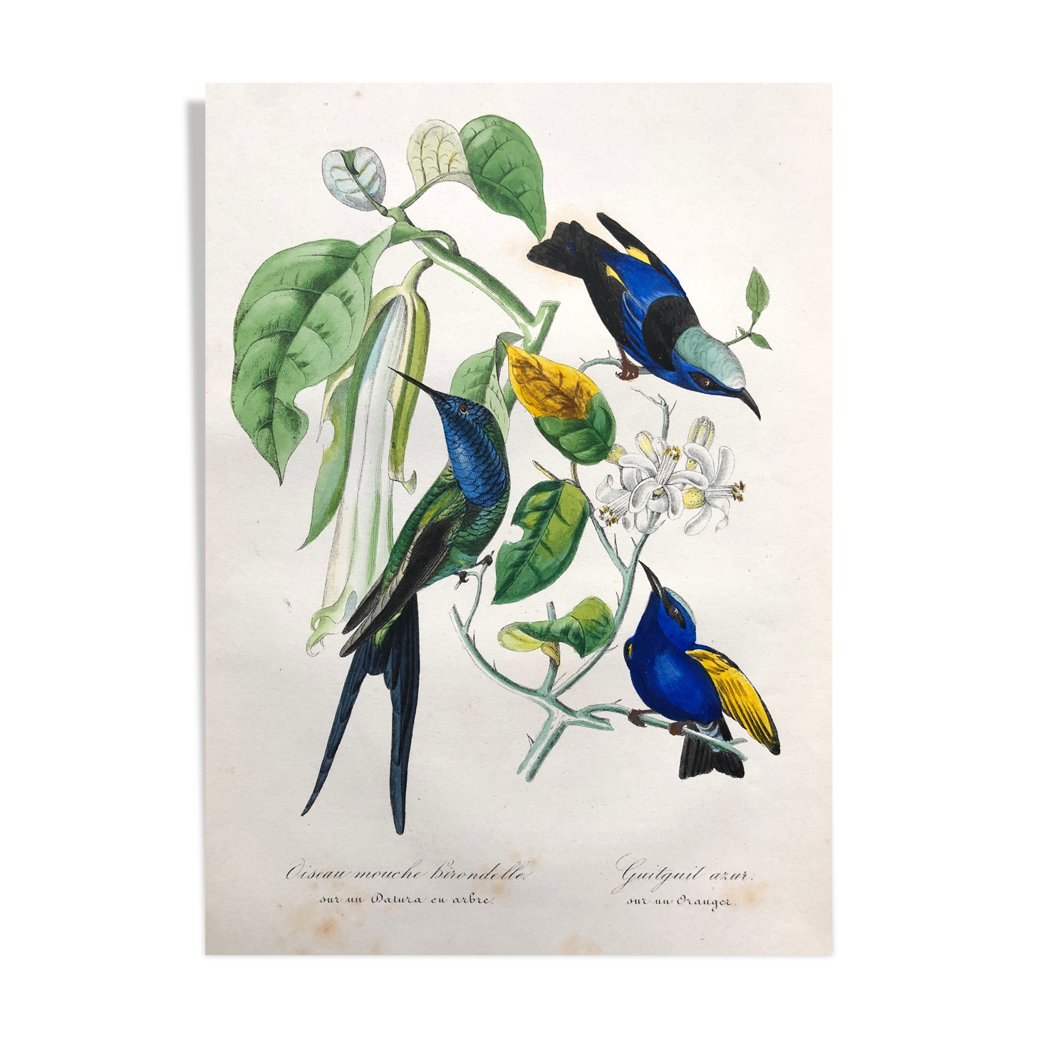 Affiche ancienne - Planche botanique de 1854