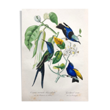 Old poster - Botanical plate from 1854