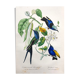 Affiche ancienne - Planche botanique de 1854