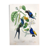 Affiche ancienne - Planche botanique de 1854