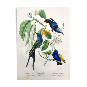 Old poster - Botanical plate from 1854