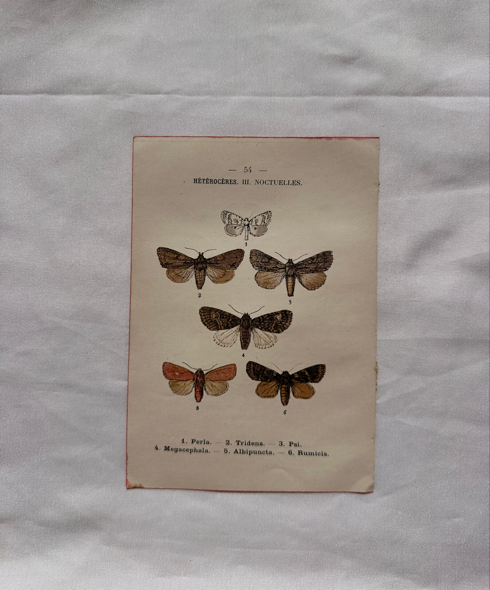 Naturalist engraving Butterfly 19th-century original botanical poster 1800
