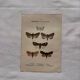 Naturalist engraving Butterfly 19th-century original botanical poster 1800