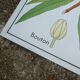 Rossignol educational poster "The cotton and the mango tree" vintage.