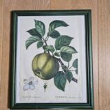 Apple tree illustration frame