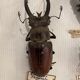 Boîte entomologie vitrine insectes