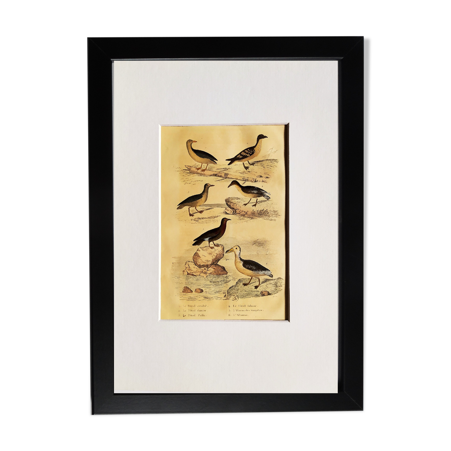 Original ornithological plate " Petrel ash - Checkerboard - Shearwater -&c... " Buffon (1837)