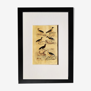 Original ornithological plate " Petrel ash - Checkerboard - Shearwater -&c... " Buffon (1837)