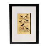 Original ornithological plate " Petrel ash - Checkerboard - Shearwater -&c... " Buffon (1837)