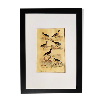 Original ornithological plate " Petrel ash - Checkerboard - Shearwater -&c... " Buffon (1837)