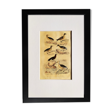 Planche ornithologique originale " Pétrel cendré - Damier - Puffin -&c... " Buffon 1837