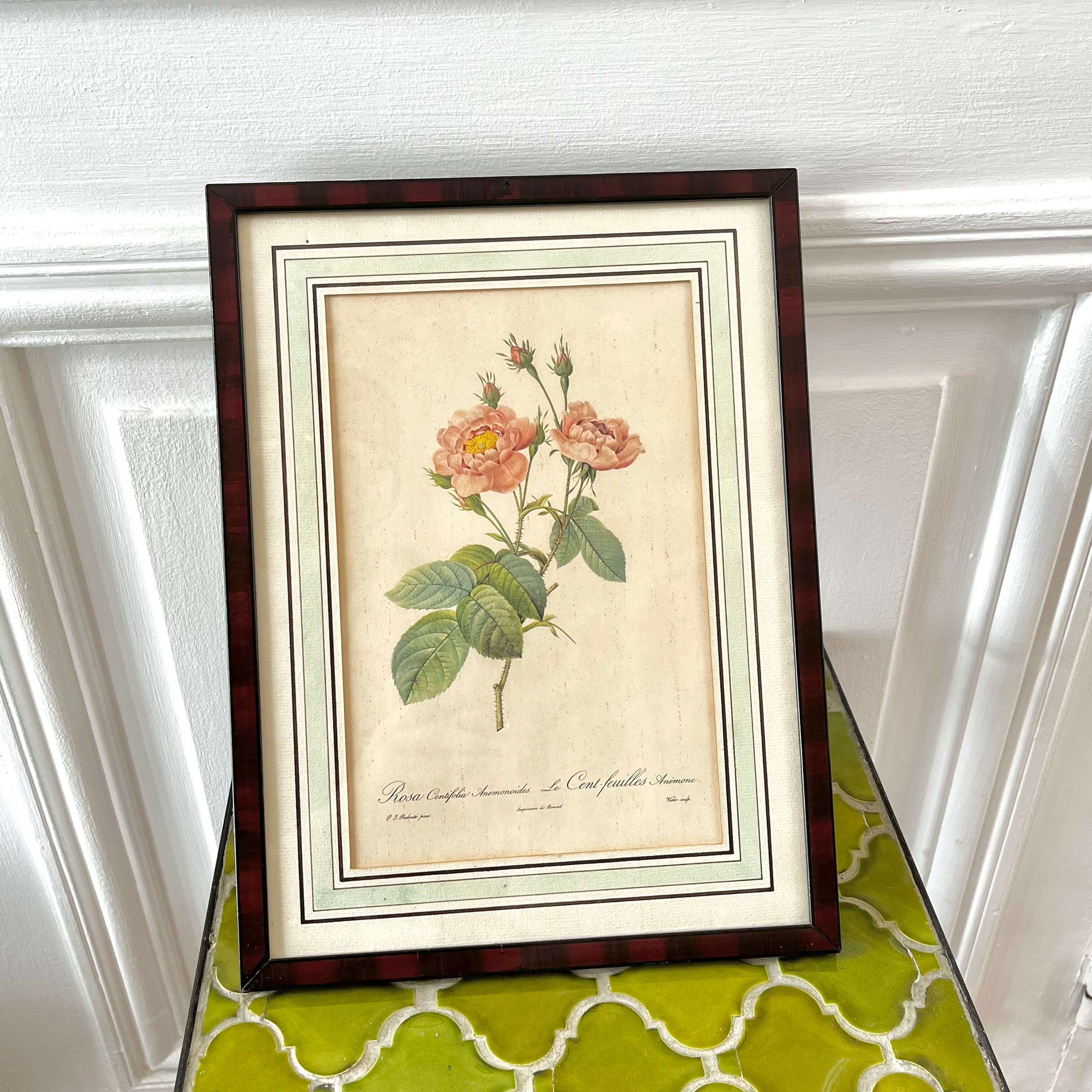 Botanical plate P-J feared Rosa centifolia Anemonoides