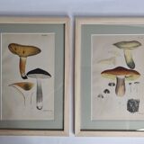 Deux anciennes gravures de champignons aquarellées XIXème siècle d'après G. Bernard