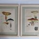 Two old engravings of watercolor mushrooms nineteenth century after G. Bernard