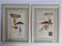 Two old engravings of watercolor mushrooms nineteenth century after G. Bernard