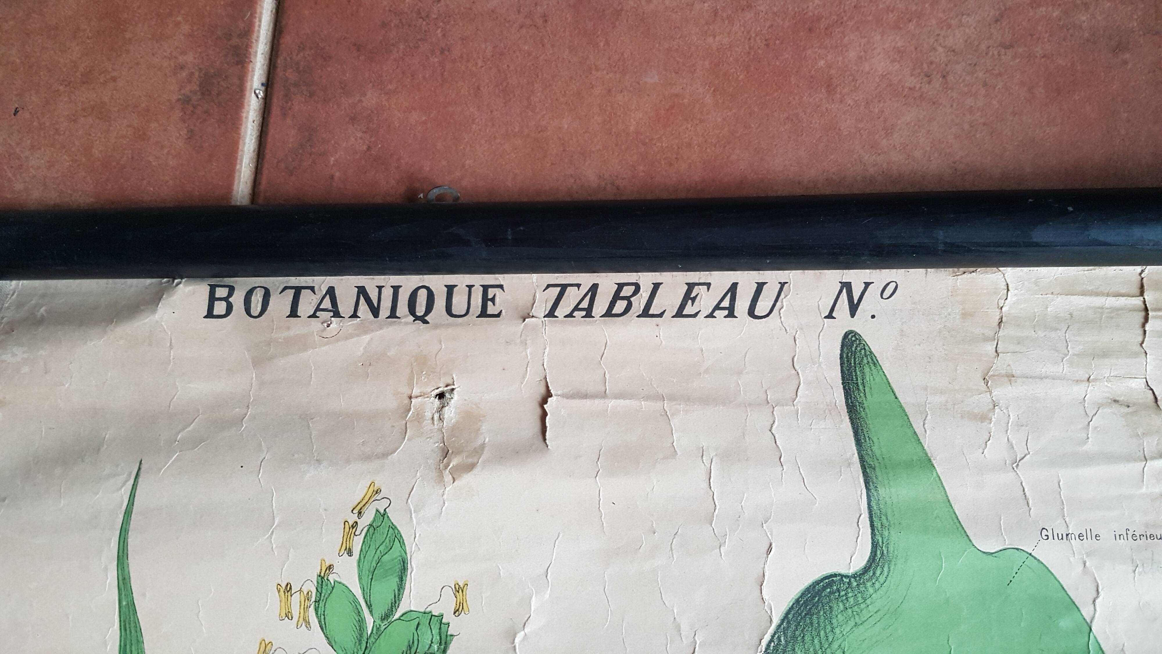 Ancienne affiche Deyrolle - le blé