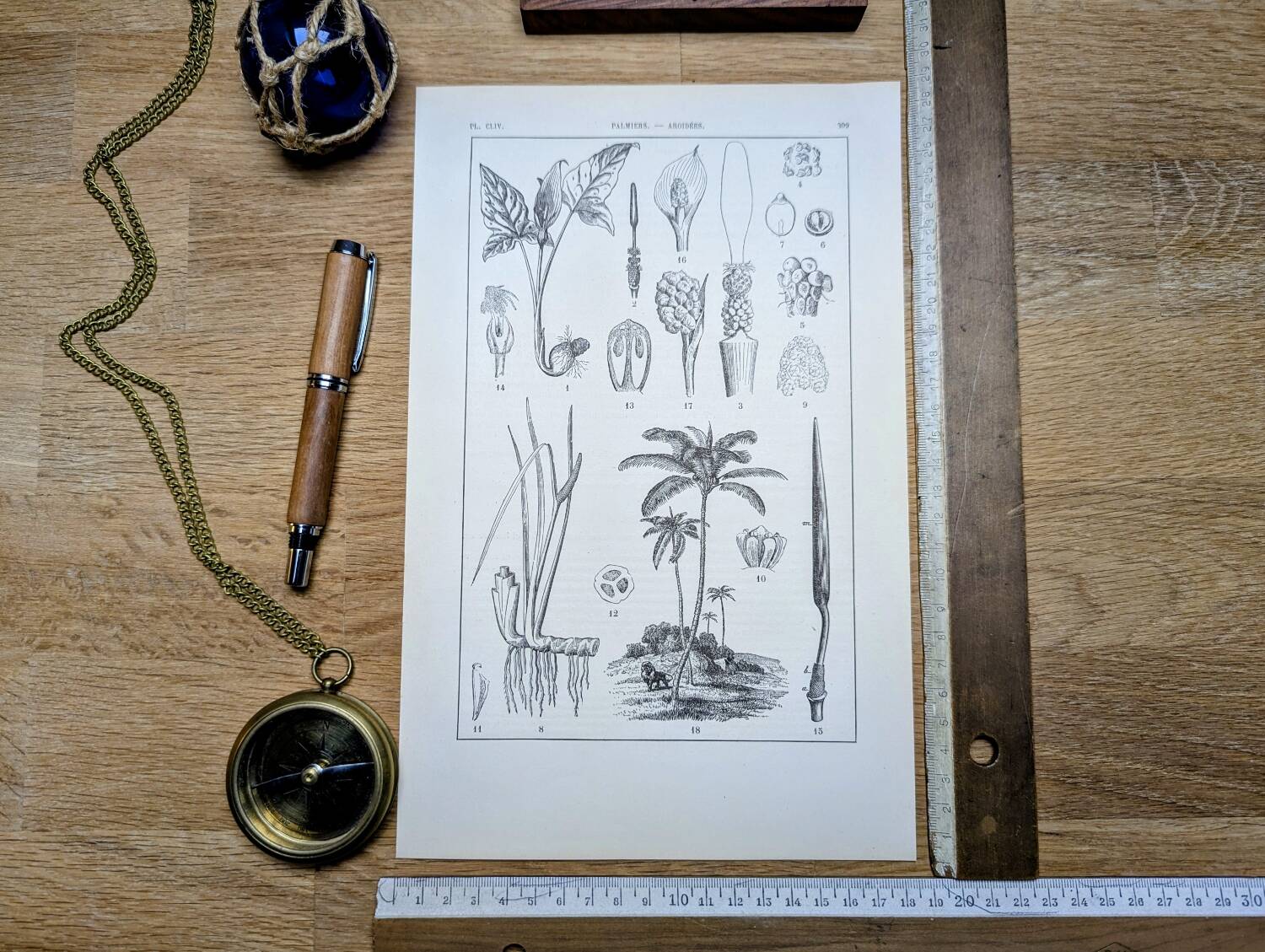 Printed in 1889, Palms and Aroideae. Old botanical plate.