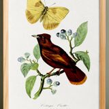 Poster on "Hummingbird and butterfly", after an old engraving from 1842.