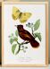 Poster on "Hummingbird and butterfly", after an old engraving from 1842.