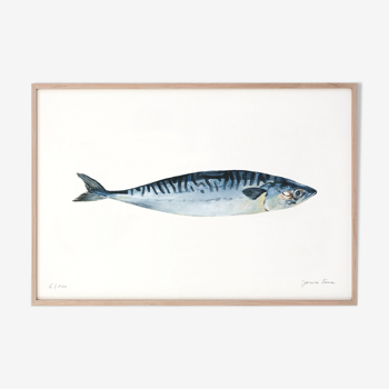 Roseline the mackerel, art print 20/30cm