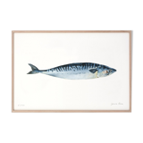 Roseline the mackerel, art print 20/30cm