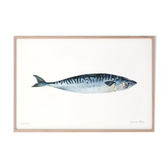 Roseline the mackerel, art print 20/30cm