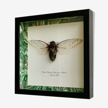 Insect cicada Pomponia ml framed
