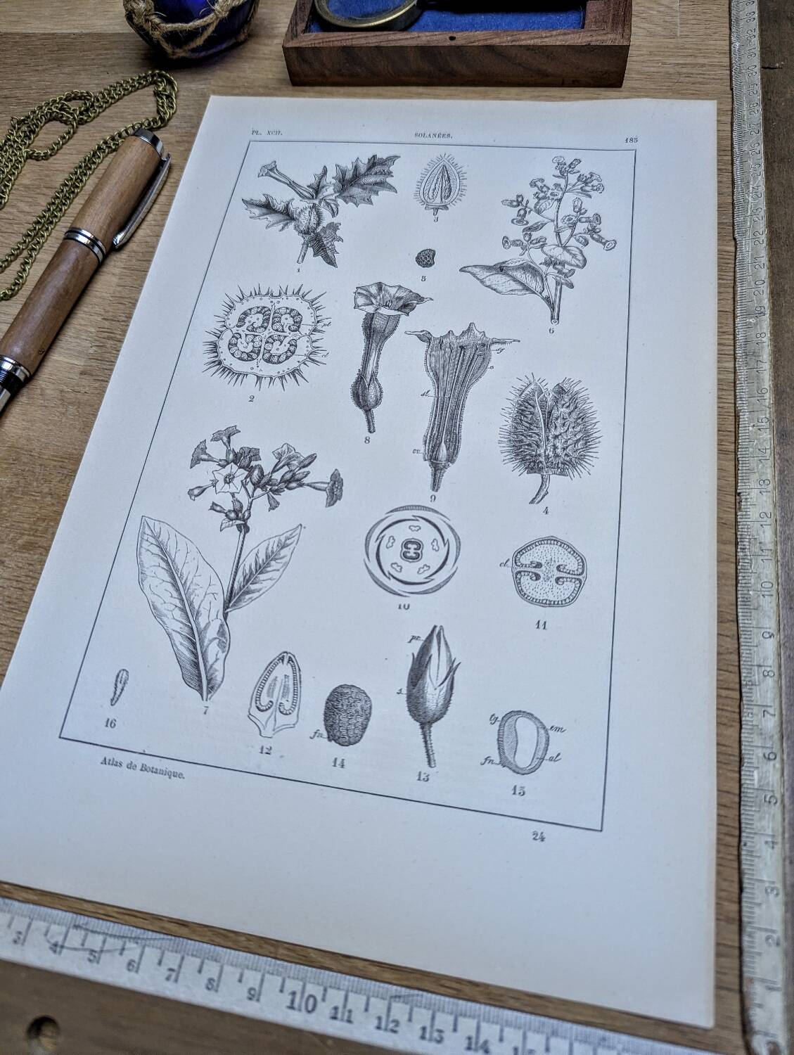 Printed in 1889, the nightshades (Solanaceae). Old botanical plate.