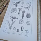 Printed in 1889, the nightshades (Solanaceae). Old botanical plate.