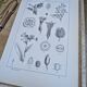 Printed in 1889, the nightshades (Solanaceae). Old botanical plate.