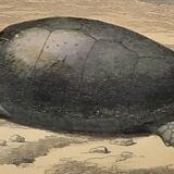 Original zoological plate of 1839 " geometric turtle"