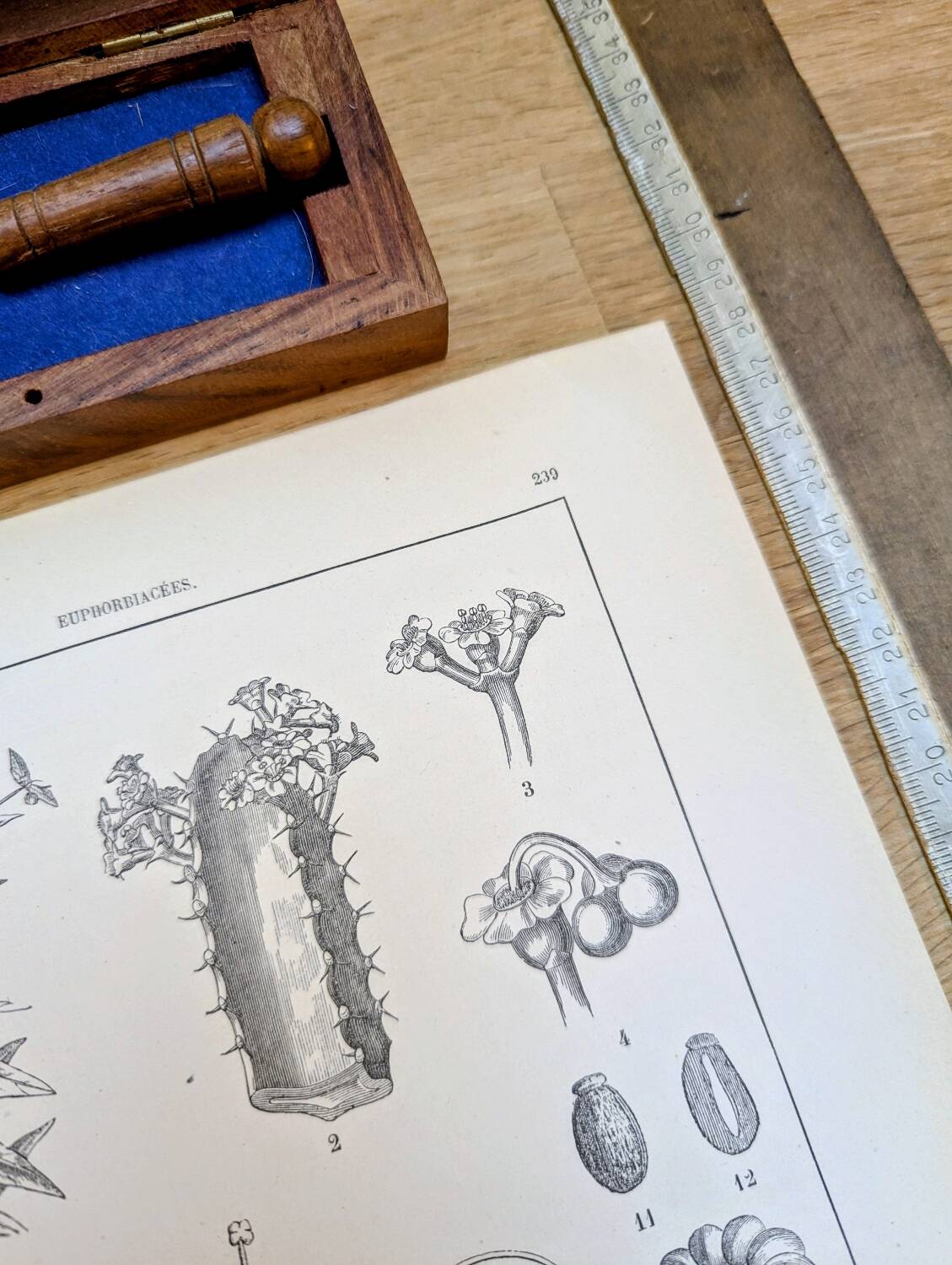 Printed in 1889, the Euphorbiaceae. Antique botanical plate.