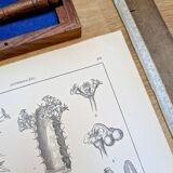 Printed in 1889, the Euphorbiaceae. Antique botanical plate.