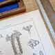Printed in 1889, the Euphorbiaceae. Antique botanical plate.