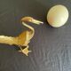Oiseau en laiton et œuf d’autruche