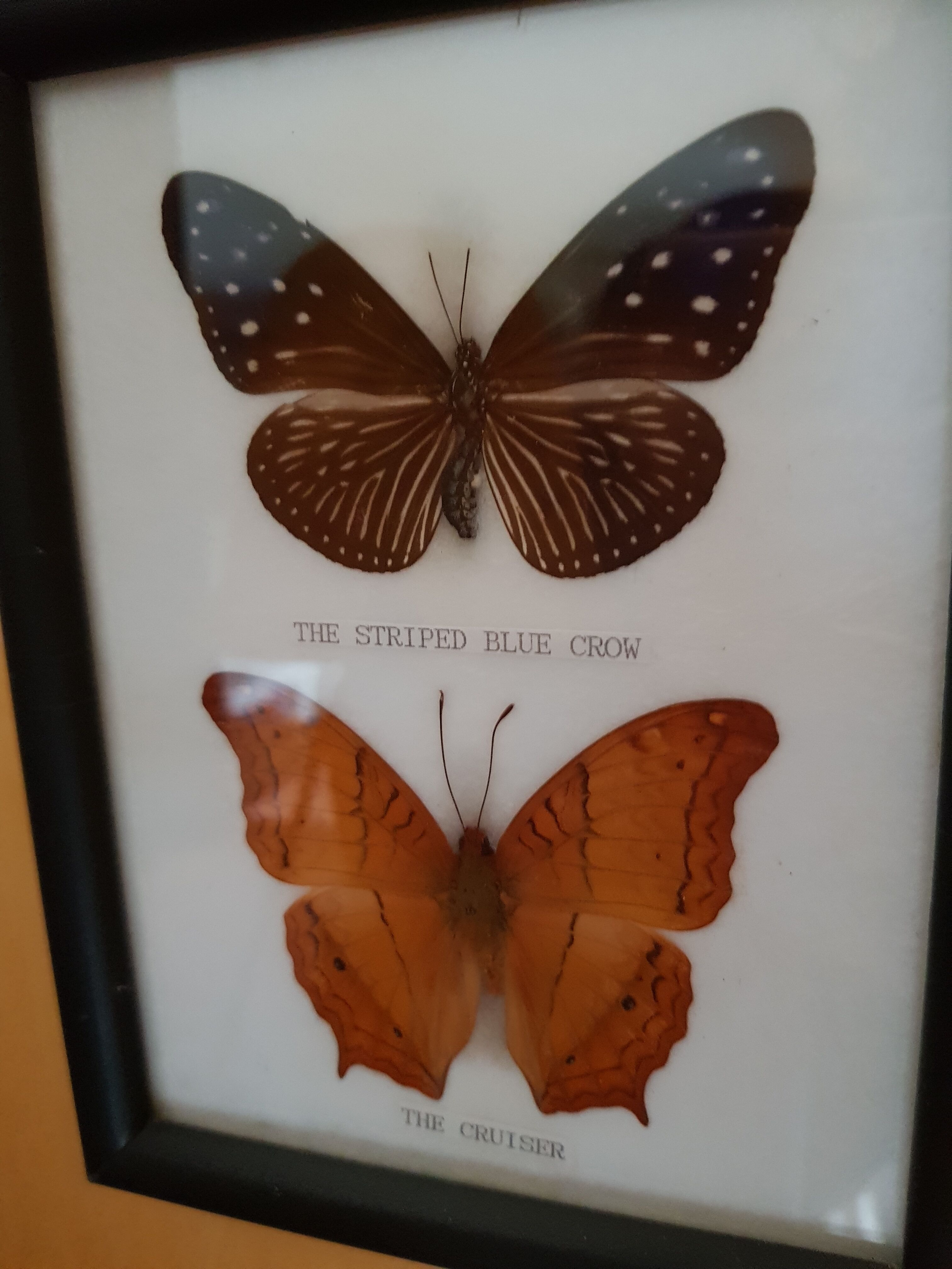Framed naturalized butterflies