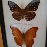 Framed naturalized butterflies