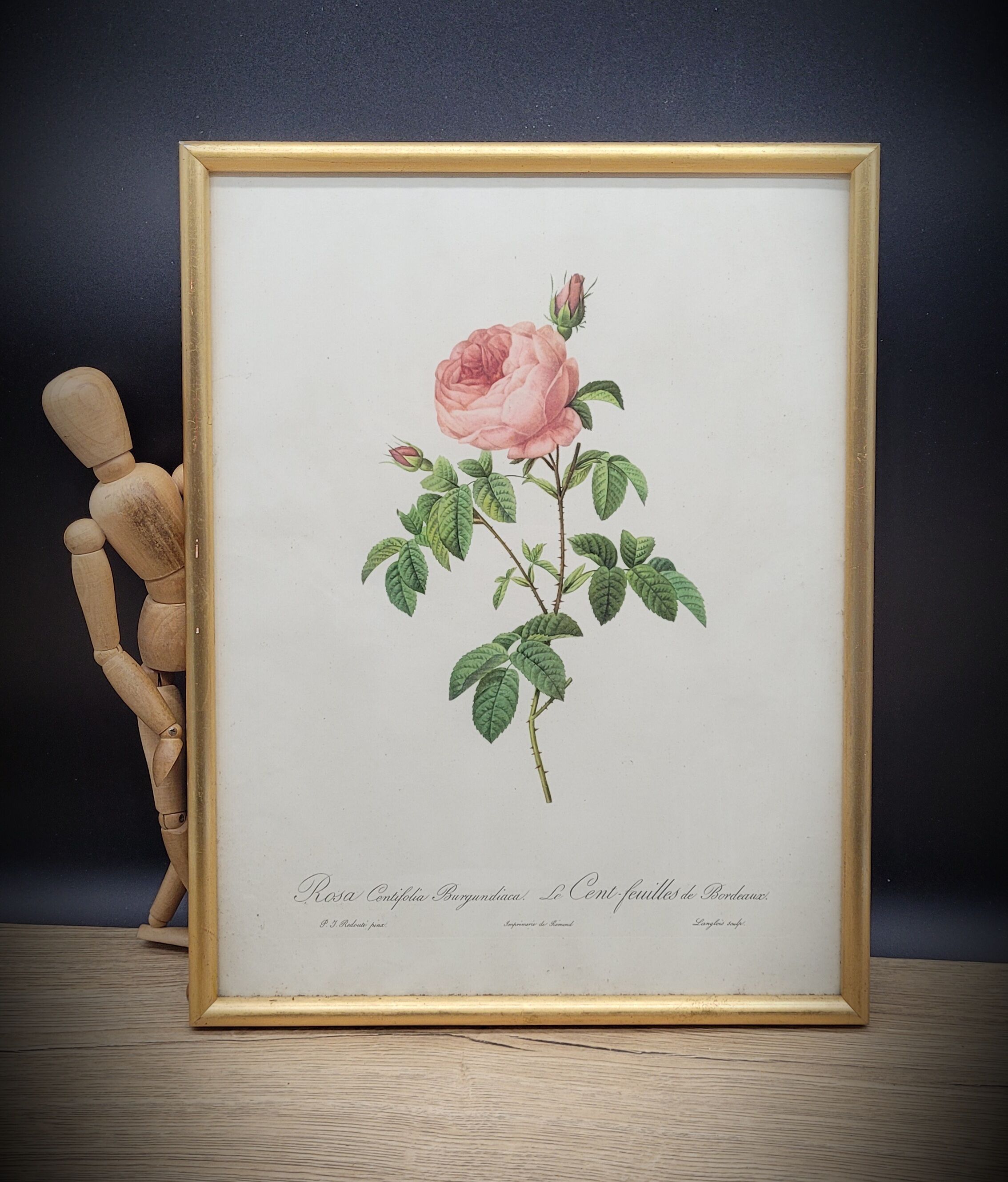 Lithograph under frame Rosier Centfeuilles de Bordeaux