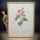 Lithograph under frame Rosier Centfeuilles de Bordeaux
