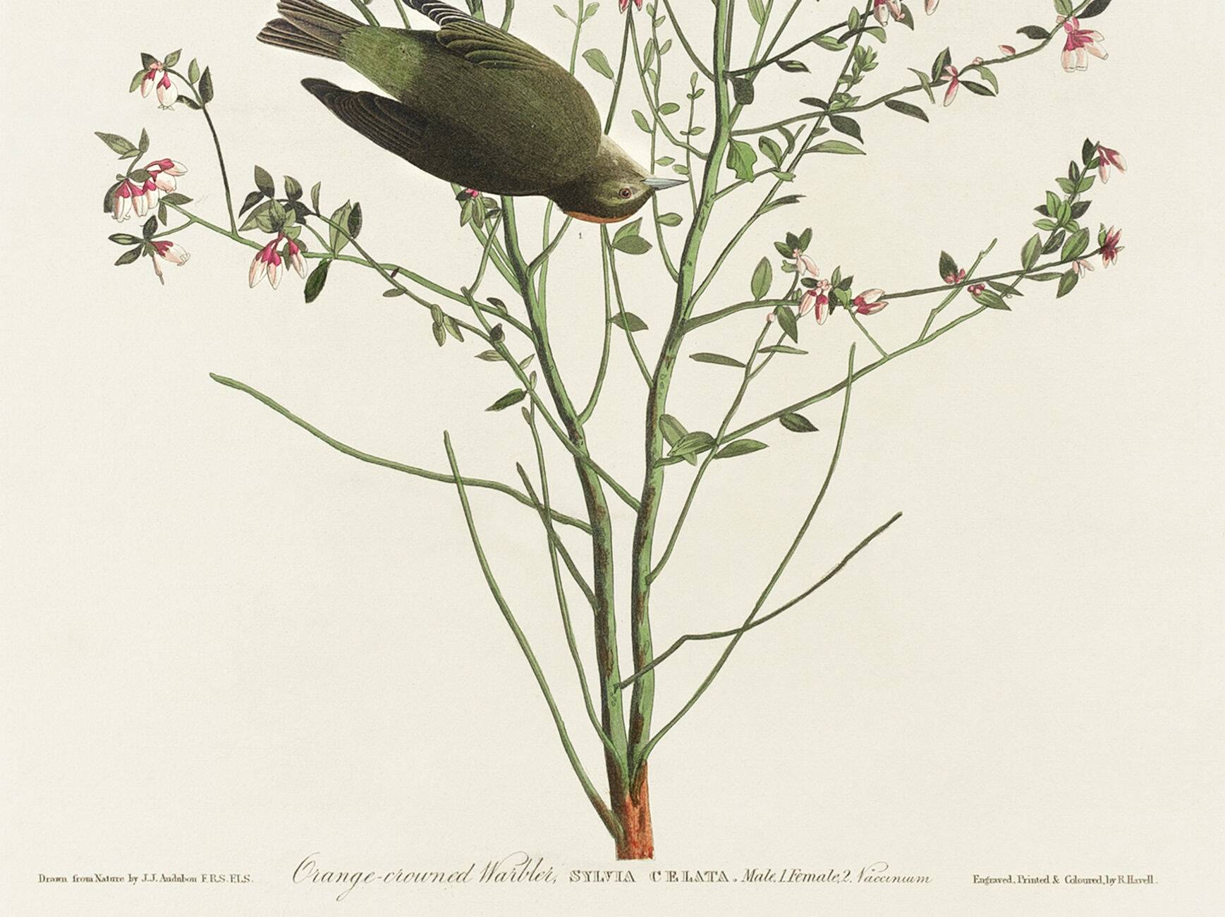 Poster of the Orange-crowned Warbler, after an old engraving