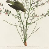 Poster of the Orange-crowned Warbler, after an old engraving