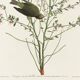 Poster of the Orange-crowned Warbler, after an old engraving