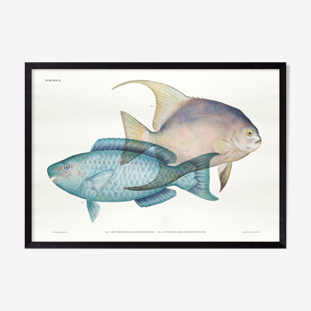 lithographie illustration poisson animal - a3