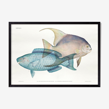 Lithography illustration animal fish - A3