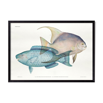 lithographie illustration poisson animal - a3
