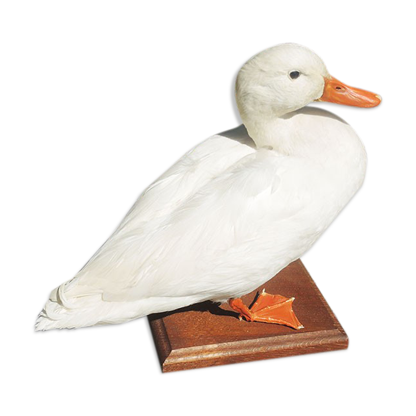 Antique stuffed/albino mallard duck