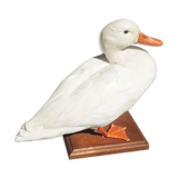 Antique stuffed/albino mallard duck