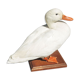 Antique stuffed/albino mallard duck