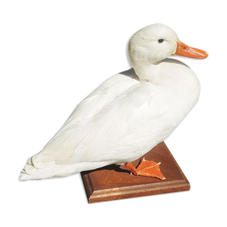 Ancien canard colvert albinos naturalisé / empaillé