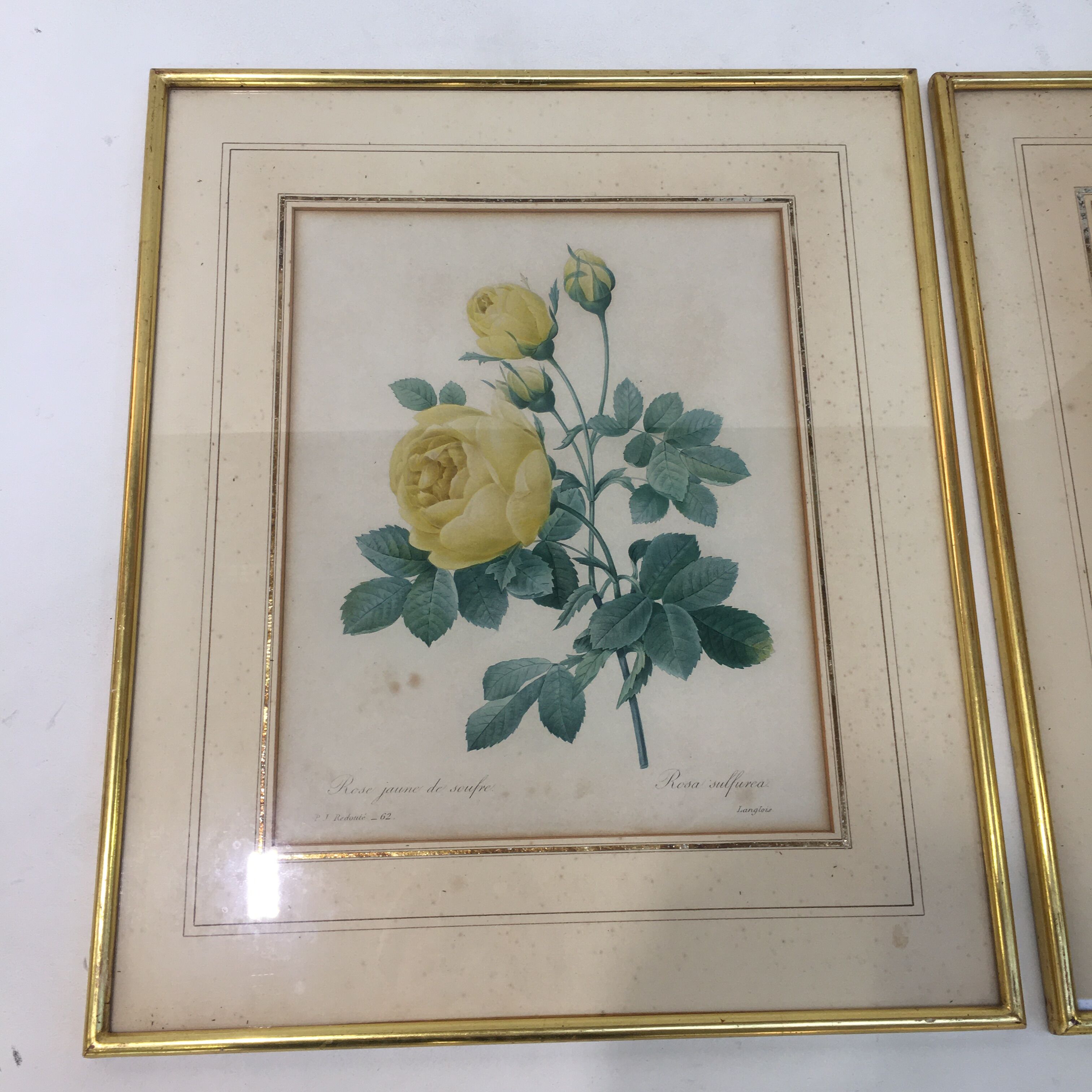 Pair of flower engravings by P.J. Redouté